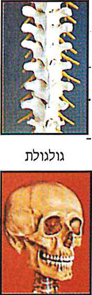 עמוד השדרה, גולגולת